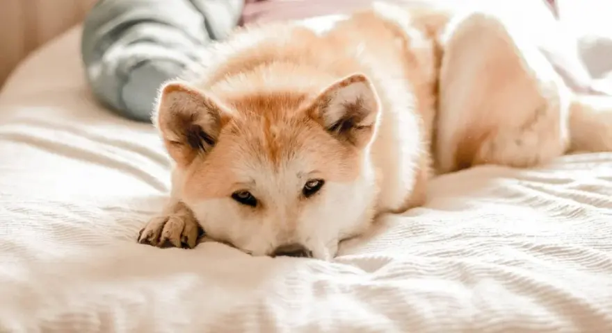 Un chien stressé, un Akita Inu, repose sur un lit, le regard lointain.
