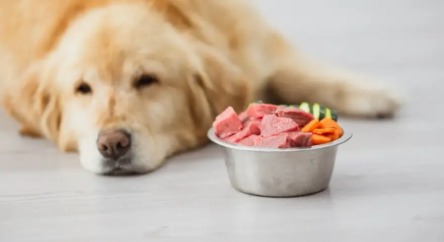 Un chien doré regarde un bol de viande crue et de légumes. Attention, ce régime peut présenter un danger de vomissements.