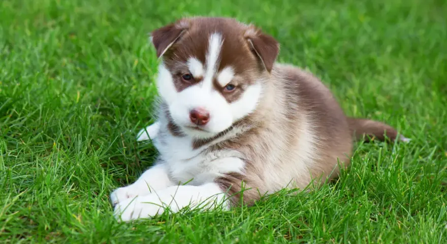 Adorable husky de Sibérie, chiot aux yeux bleus, se repose sur l'herbe verte.