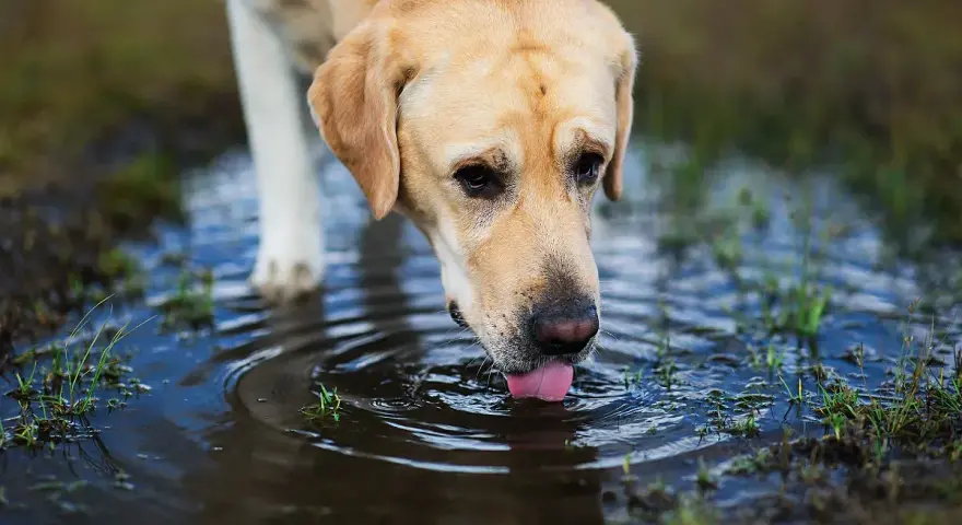 Un chien boit dans une flaque d'eau stagnante, risquant une maladie.