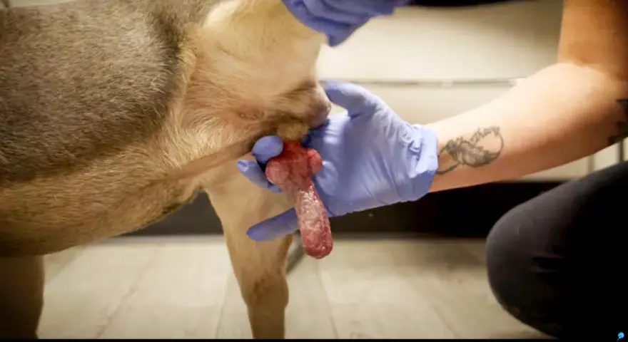 Gros plan sur un chien en érection, tenu par des mains gantées.