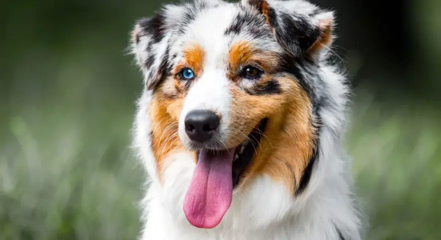 Un Berger Australien, un des chiens préférés des Français, avec ses yeux de couleurs différentes et sa langue rose pendante.