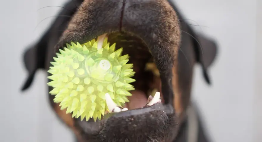 Un chiot de 3 mois s'amuse avec son jouet hérissé, un ballon vert vif qu'il tient fermement dans sa gueule.