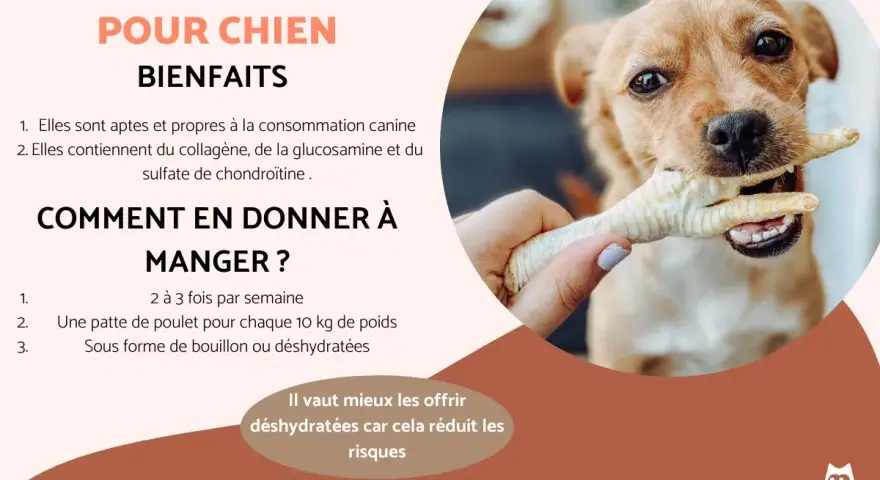Un chien mignon mâchouille une patte de poulet. Les pattes de poulet pour chien sont bénéfiques, mais il faut faire attention au danger. Les offrir déshydratées réduit les risques.