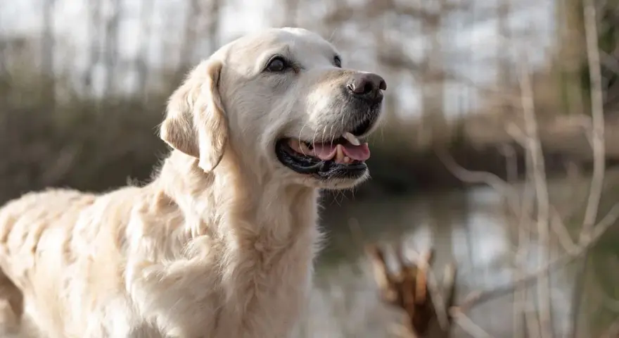 Un golden retriever heureux, profitant de l'extérieur. Une alimentation adaptée est essentielle pour son bien-être, surtout pour un chien stérilisé.