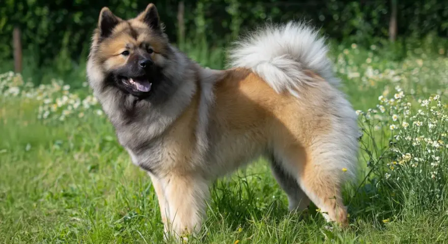 Un magnifique chien eurasier, au pelage épais et roux, se tient fièrement dans un champ verdoyant parsemé de petites fleurs blanches.