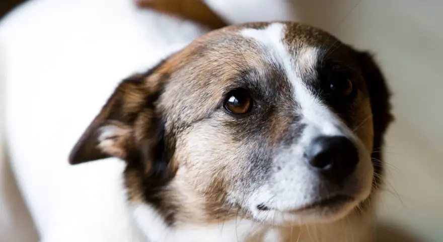 Chienne au regard doux, peut-être en attente d'un traitement pour grossesse nerveuse. Son pelage blanc et brun est bien visible.