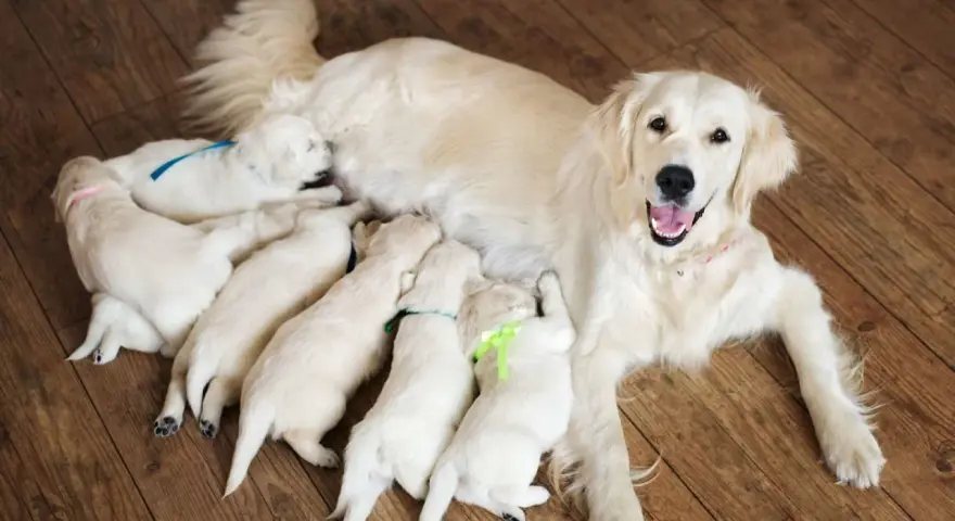 Une maman golden retriever veille sur ses adorables chiots, une scène touchante de naissance de chiot.