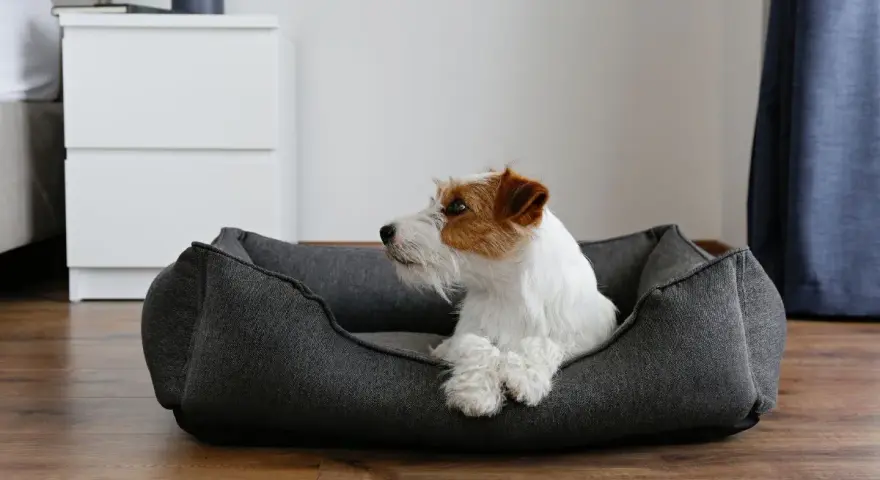 Un Jack Russell terrier blanc et roux se repose dans quel panier pour chien, un couchage gris confortable sur un parquet en bois.