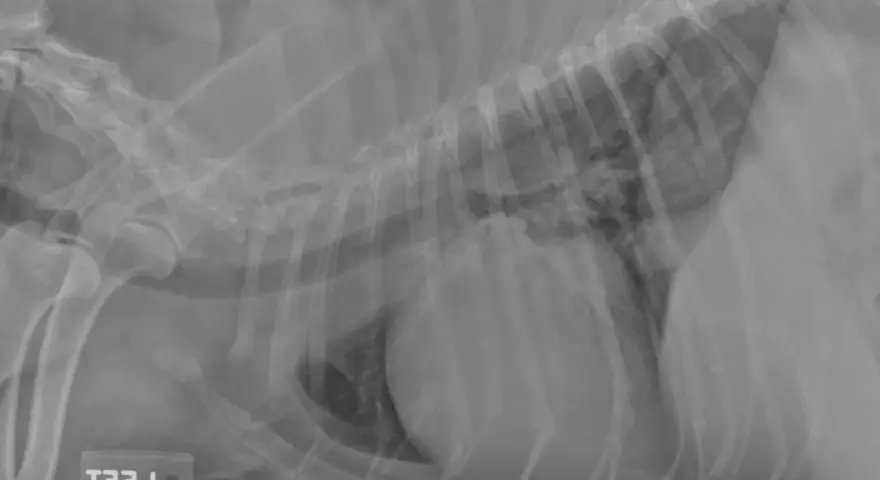 Radiographie latérale d'un chien montrant un œdème pulmonaire. Les poumons apparaissent opaques, signe d'une accumulation de liquide.