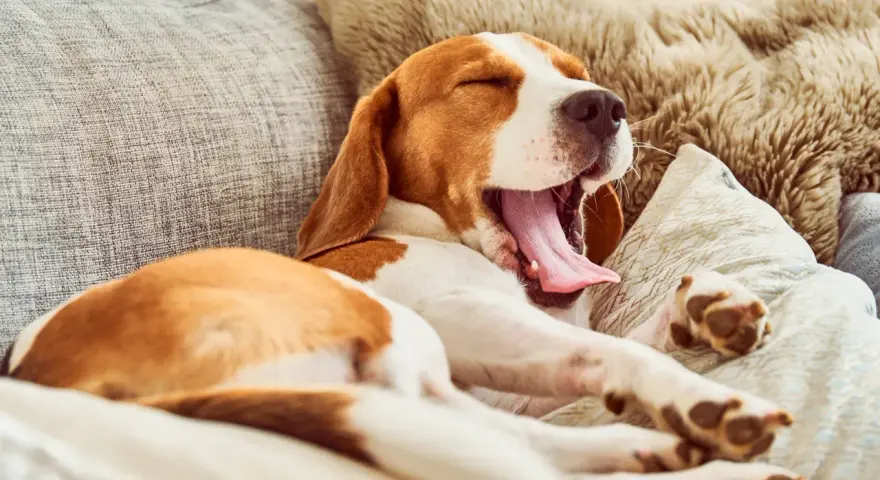 Un chien qui baille, un beagle endormi sur un canapé confortable, sa langue rose pendante.