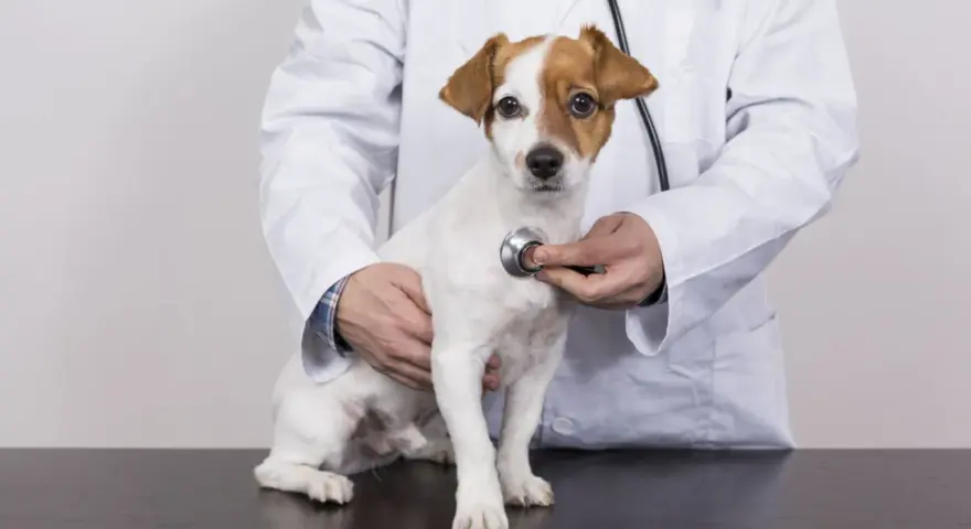 Un vétérinaire examine un petit chien blanc et brun avec un stéthoscope, vérifiant un possible souffle au cœur.