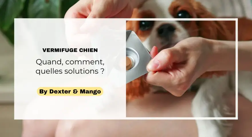 Main d'une personne sortant un comprimé de vermifuge chien d'une plaquette, pour son compagnon à quatre pattes.
