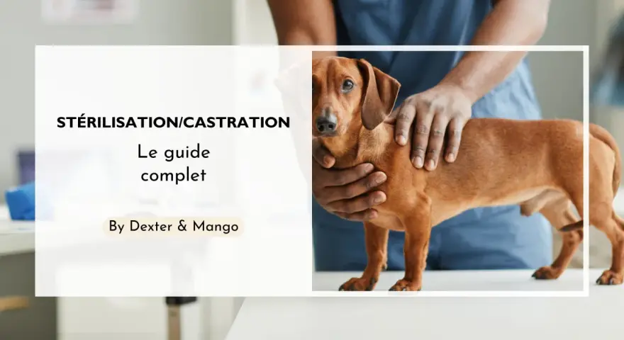 Un guide complet sur la stérilisation et la castration chimique du chien. Un vétérinaire examine un chien teckel.