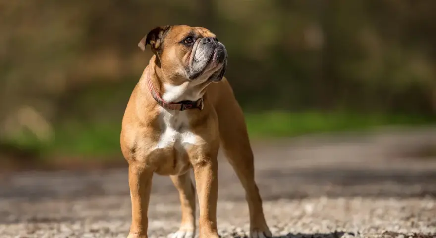 Un adorable bouledogue au pelage fauve, un de ces bulle dogs au regard fier, se tient sur un chemin caillouteux, profitant du soleil.