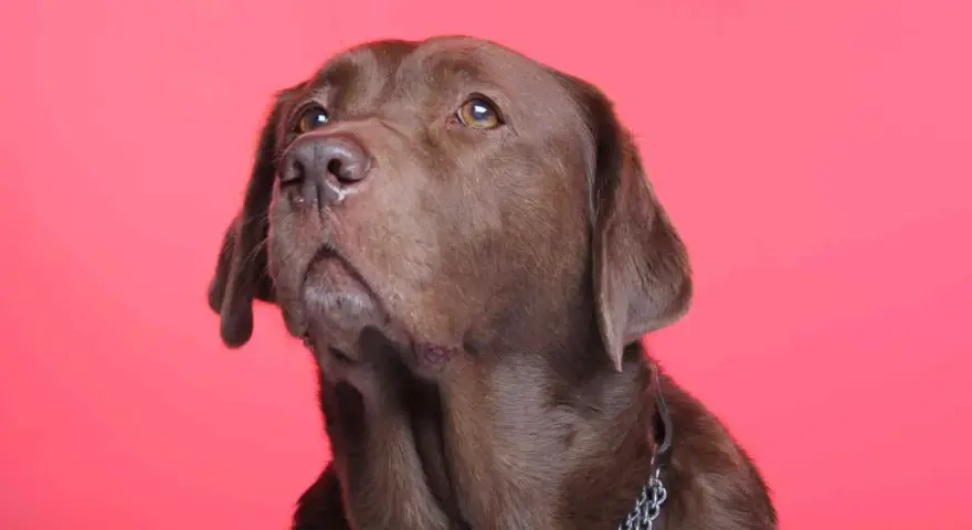 Un labrador brun au regard pensif, rappelant l'importance de la bonne santé pour une longue espérance de vie labrador.