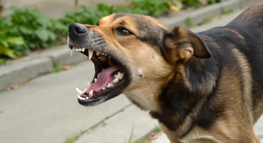 Gros plan sur un chien en colère, gueule ouverte, montrant ses crocs acérés. Il aboie fort, prêt à défendre son territoire.