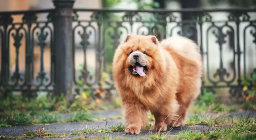 Un adorable chow chow roux, avec sa langue rose sortie, se promène près d'une grille ornementale.