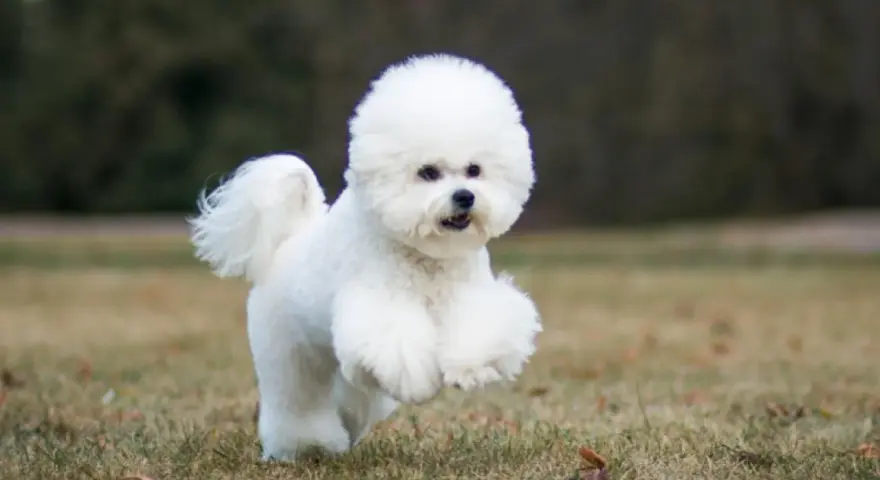 Un adorable bichon frisé court joyeusement dans l'herbe, sa fourrure blanche comme neige flottant au vent.