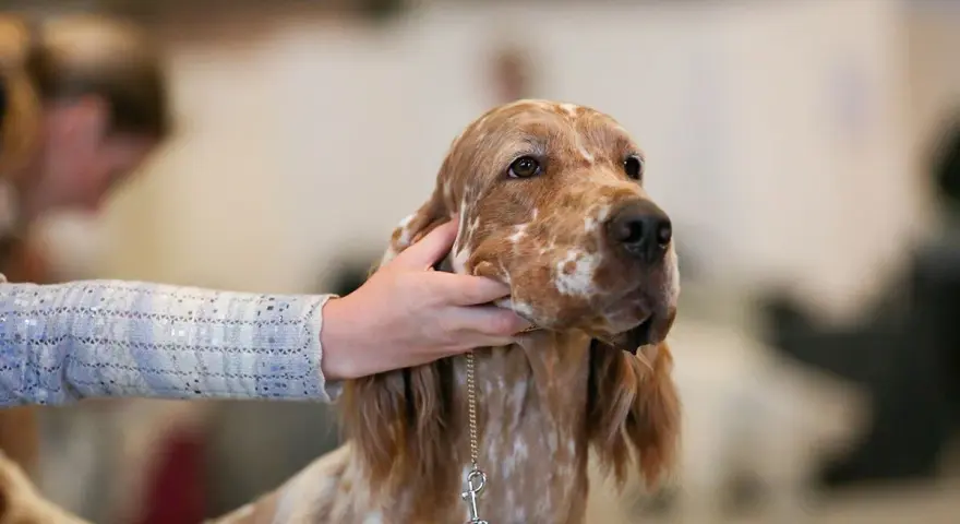 Un setter anglais lemon, au pelage tacheté, est caressé par une main.