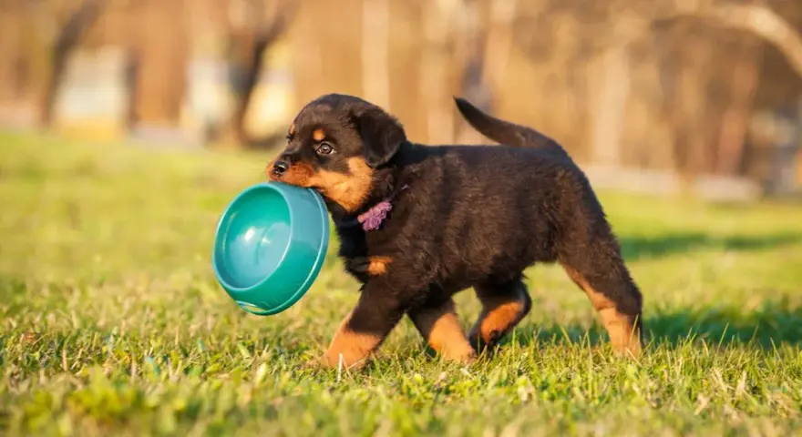 Un chiot Rottweiler porte sa gamelle, prêt à nourrir.