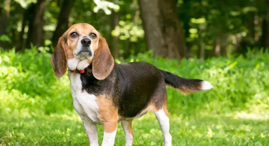Un beagle chien longue oreille, au pelage tricolore, se tient dans l'herbe verte, le regard tourné vers le ciel.