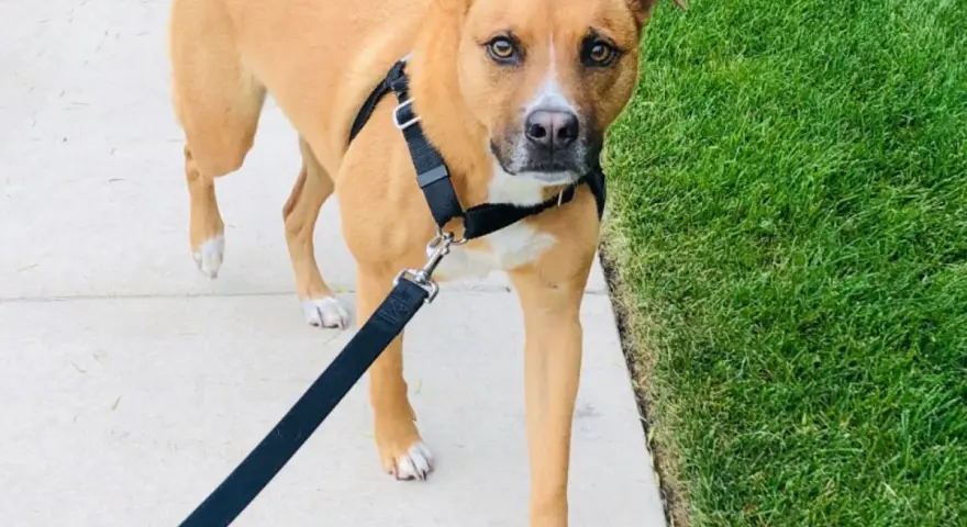 Chien brun portant un harnais anti-traction, marchant sur un trottoir à côté d'une pelouse verte.
