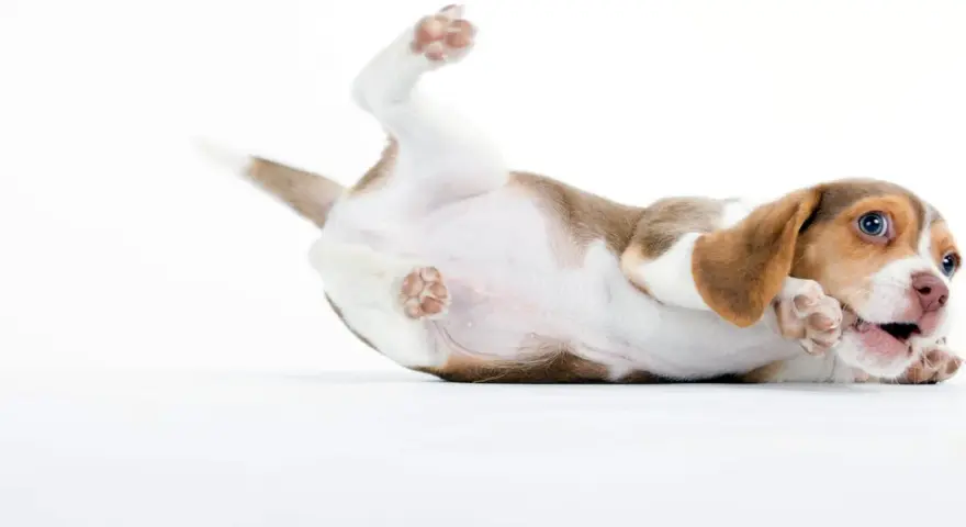 Un chiot beagle joueur se roule sur le dos, ses pattes en l'air. Il est en pleine phase de sevrage chiot, découvrant le monde avec curiosité.