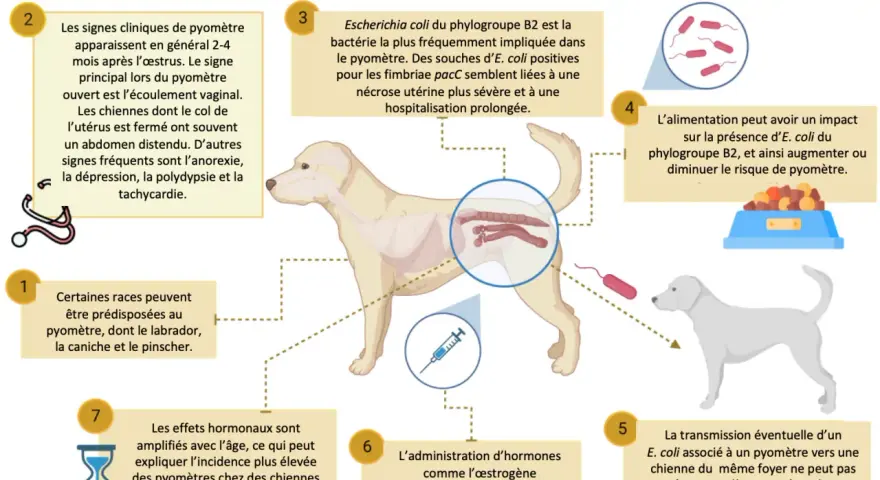 Illustration expliquant le pyomètre chez la chienne, une infection utérine grave. La bactérie E. coli est souvent en cause.