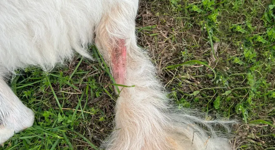 Zone rouge sur la patte d'un chien, signe d'un hot spot contagieux. La peau est irritée et le poil semble avoir été arraché.