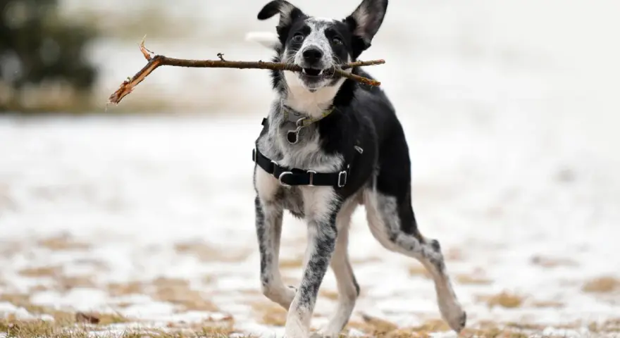 Chien joueur, tout excité, court avec un bâton dans la gueule, portant un harnais en t noir.