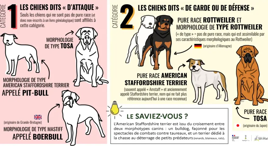 Un pit-bull, morphologie de type American Staffordshire Terrier, est représenté dans la catégorie des chiens dits "d'attaque".