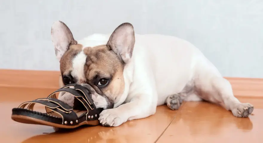 Un bouledogue français, ce chien qui mâchouille tout le temps, est allongé sur le sol en bois, la tête posée sur une sandale noire.