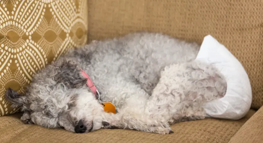 Une chienne endormie sur un canapé, portant une couche. Elle a un collier rose et une médaille orange.