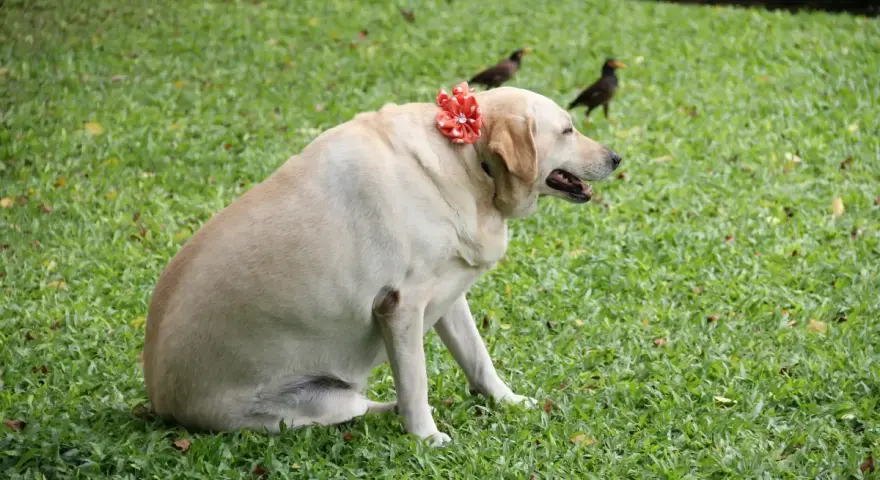 Labrador corpulent, orné d'une fleur rouge, sur l'herbe. Il est temps de penser à comment faire perdre du poids à un chien pour sa santé.