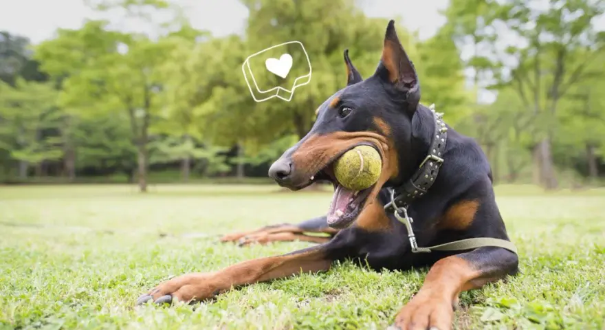 Doberman joueur avec une balle dans la gueule, un cœur stylisé au-dessus. Attention au **sabot pour chien danger** si la balle est trop petite.