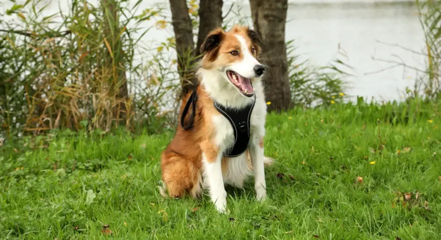 Chiot de 4 mois, heureux après sa promenade, assis dans l'herbe près d'un lac.
