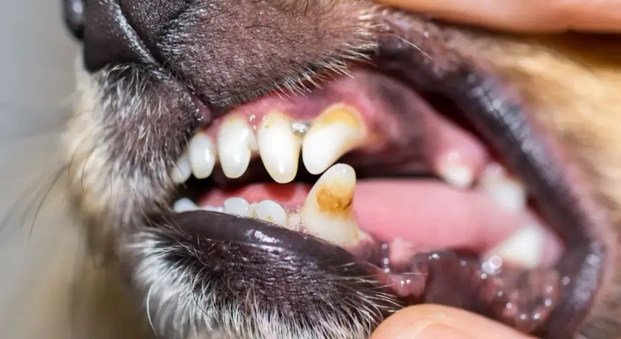 Dents jaunies et abîmées d'un chien, signe d'un danger potentiel pour sa santé, peut-être lié à des jouets comme un Benebone.