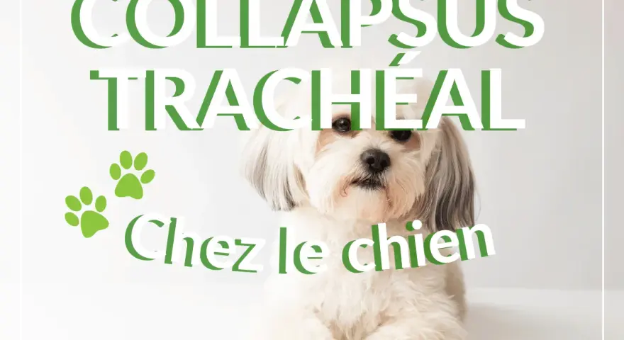 Un chien blanc aux poils longs regarde l'objectif. Le texte "COLLAPSUS TRACHÉAL Chez le chien" est superposé. L'espérance de vie est affectée.