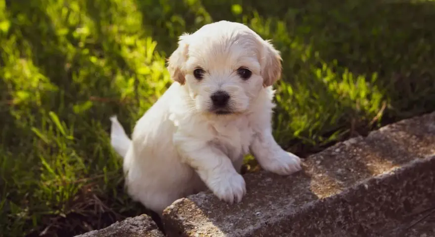 Adorable chiot blanc assis sur des pierres, dans l'herbe. Il est encore jeune, mais on se demande à quel âge un chiot est propre la nuit.