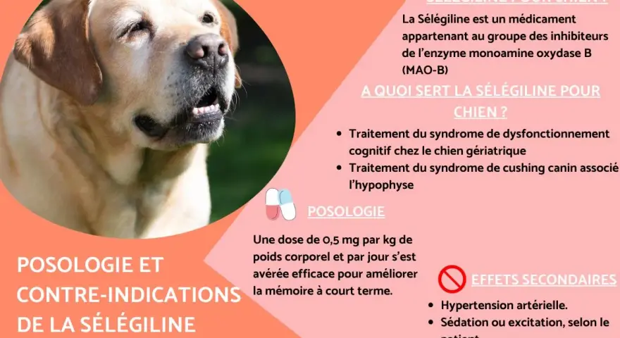 Un labrador au gros plan, avec des informations sur la sélégiline pour chien, un traitement pour les chiens âgés.