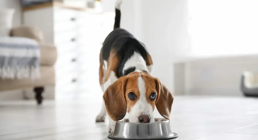 Un beagle mange dans sa gamelle. Il est important de connaître la quantité de viande pour un chien de 10 kg pour une alimentation équilibrée.