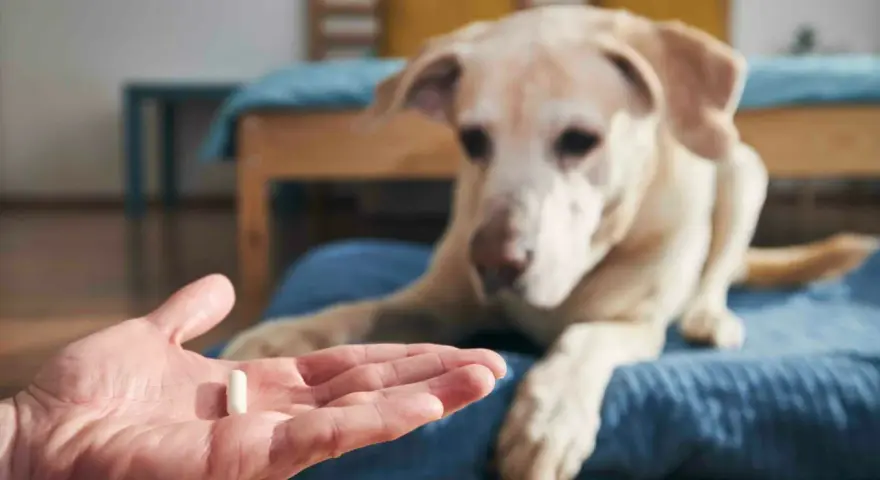 Main d'une personne tenant une pilule, un chien blanc regarde attentivement. Ce pourrait être une vitamine K pour chien.