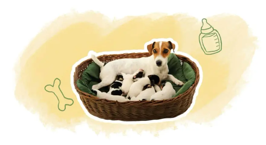 Une maman chien veille sur sa portée de chiots de 2 semaines, blottis dans un panier douillet.