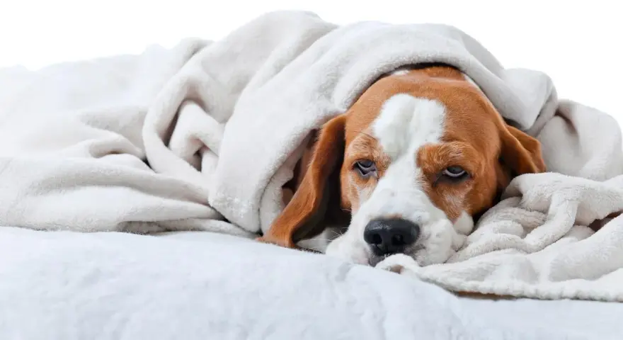 Un beagle fatigué, emmitouflé dans une couverture, semble souffrir d'un gastro chien contagieux.