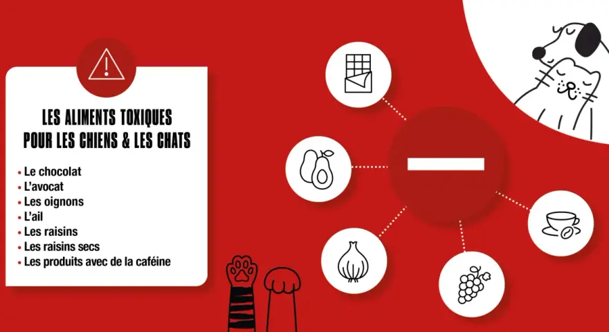 Liste des aliments toxiques pour chiens et chats : chocolat, avocat, oignons, ail, raisins, raisins secs, caféine. Protégez votre animal !