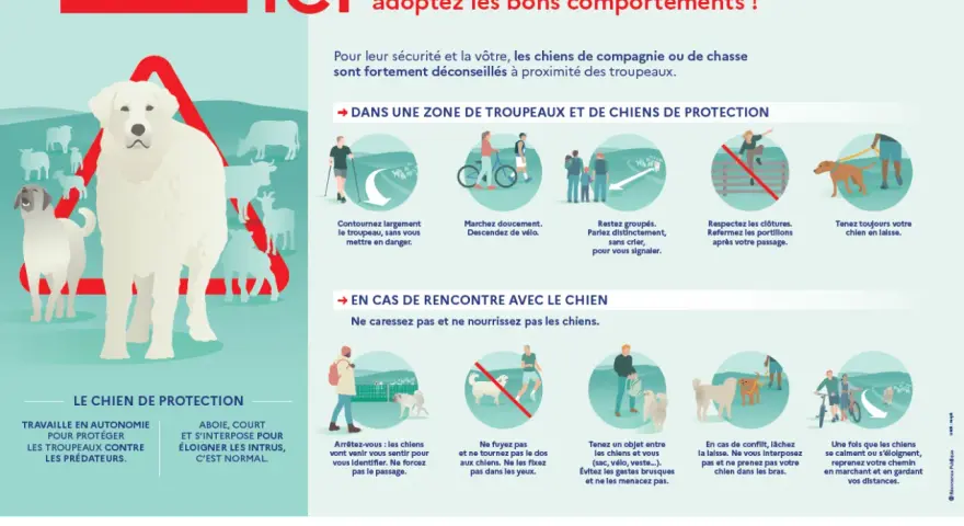 Un chien de protection veille sur son troupeau. Respectez sa zone et ses règles pour votre sécurité.