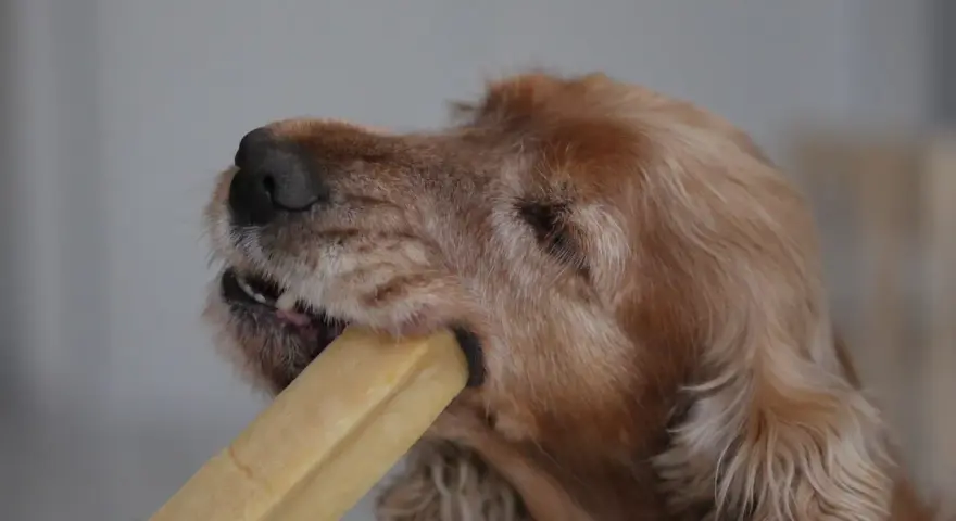 Un chien ronge un fromage de yak. Attention, ce type de friandise peut présenter un danger pour votre chien.