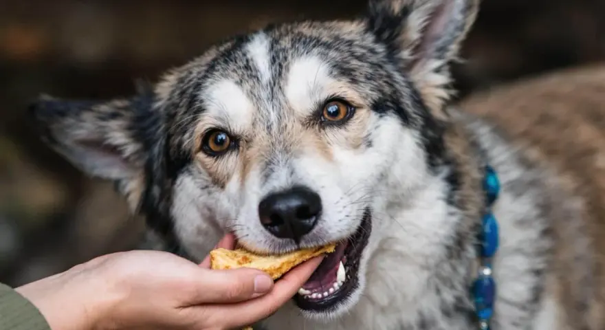 Un chien mange une friandise. Attention, certaines friandises pour chien peuvent présenter un danger.