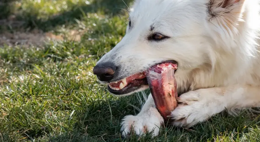 Un chien blanc savoure un os à mâcher chiot sur l'herbe.